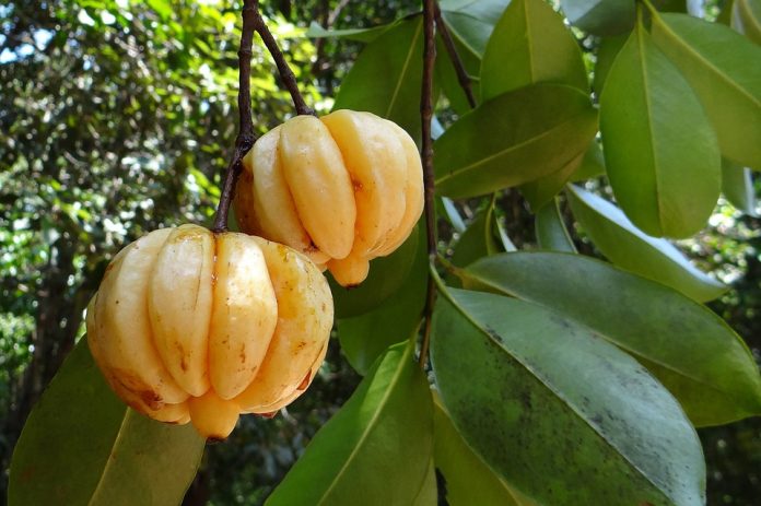 Garcinia Cambogia Benefits